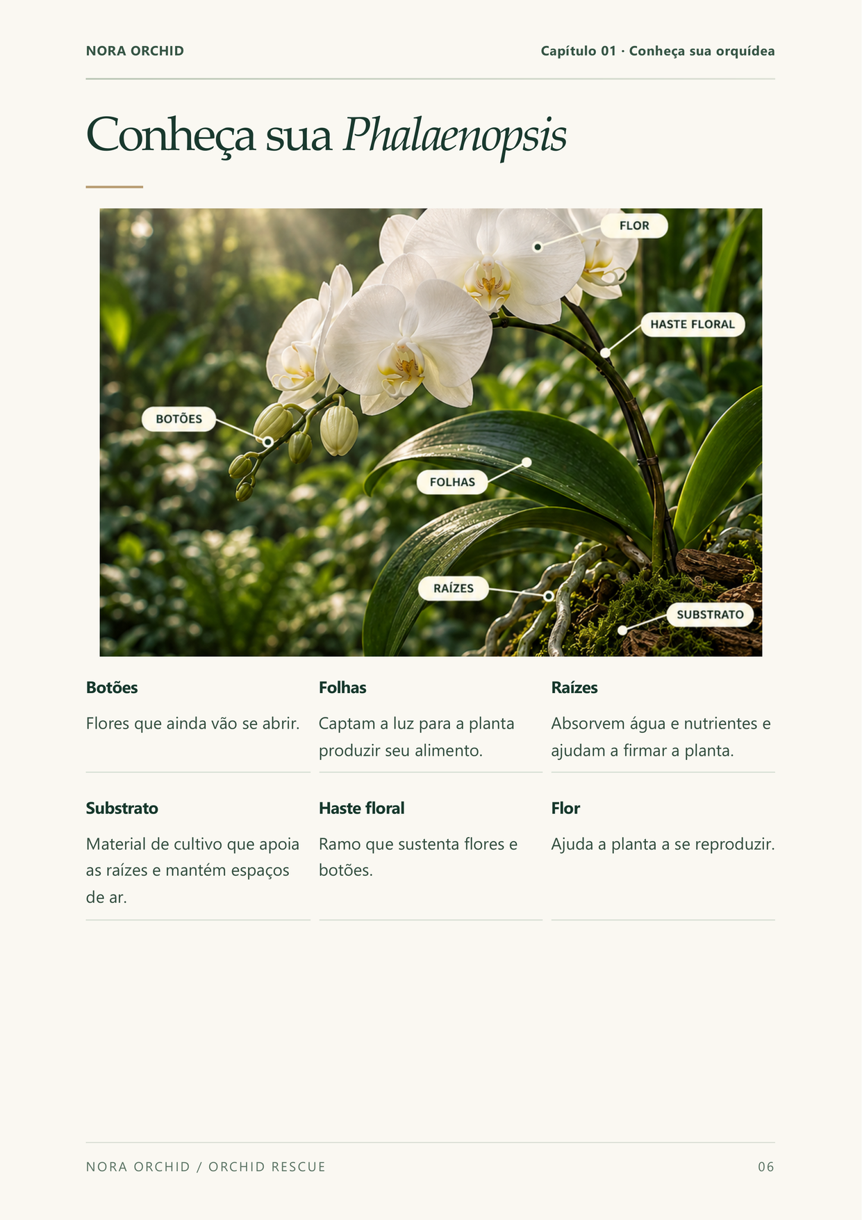 Página ilustrada sobre anatomia da Phalaenopsis