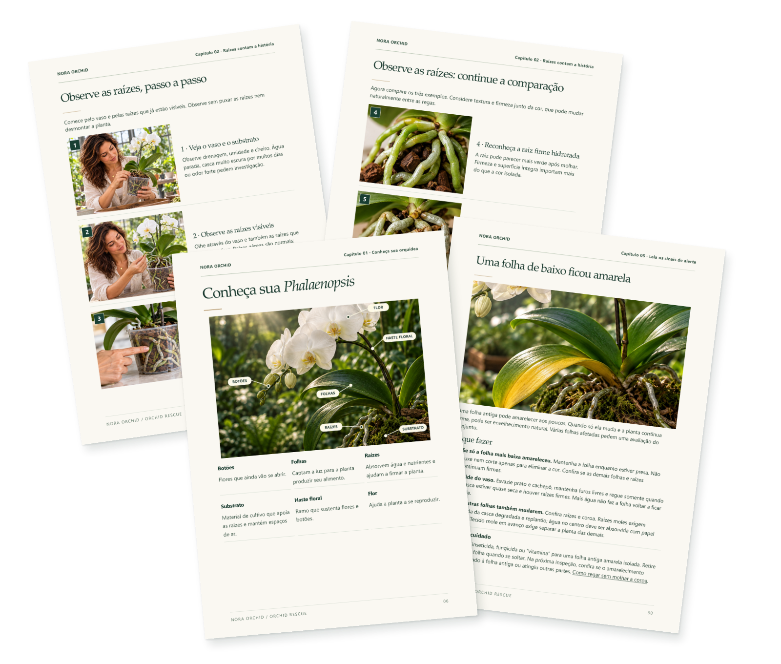 Montagem de páginas ilustradas do Orchid Rescue, sobrepostas, com anatomia, observação das raízes e cuidados com folhas.